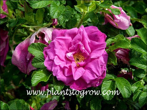 Listed as scarlet, pink and dark pink?